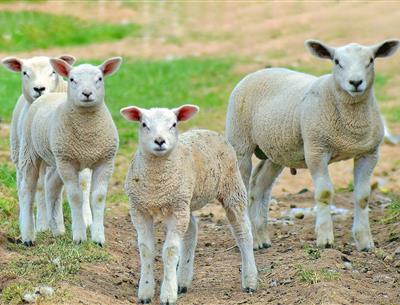 Le Chef Berthelot chez ses producteurs